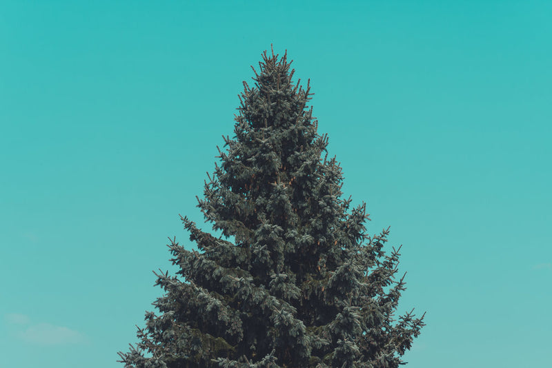 Pine tree against a blue sky