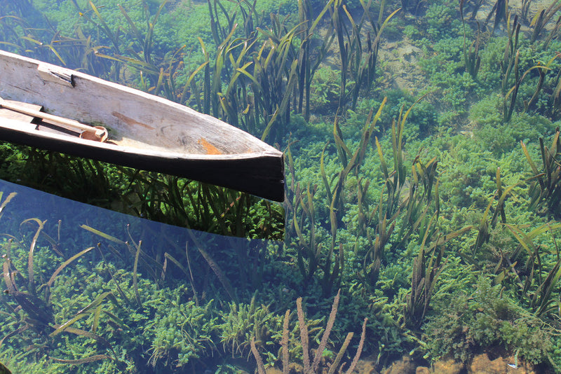 Wooden canoe floating above lush underwater plants